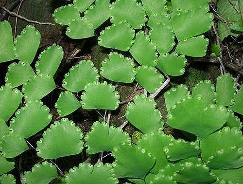 Adiantum cuneatum , maidenhair fern