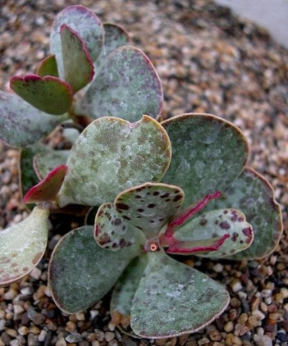 Adromischus inamoenus