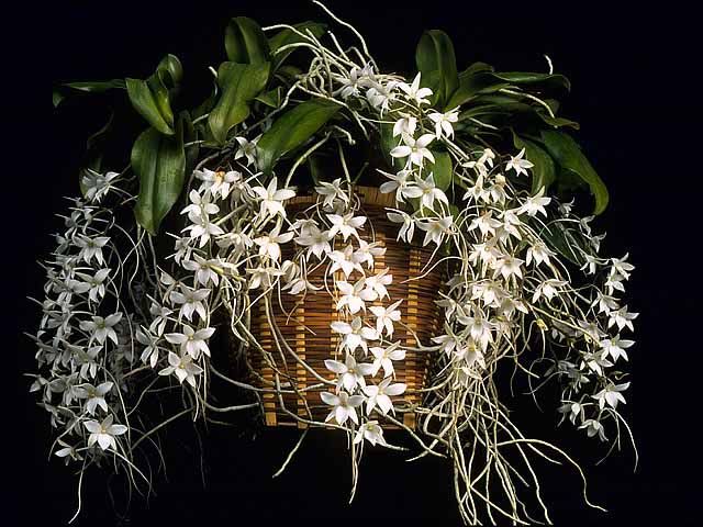 Aerangis stylosa