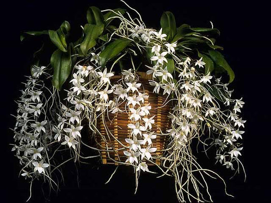 Aerangis stylosa
