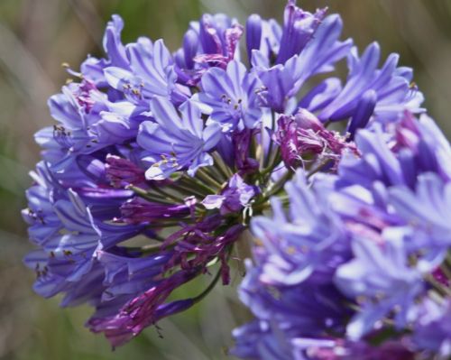 Agapanthus praecox ssp orientalis dwarf blue jewelry lily