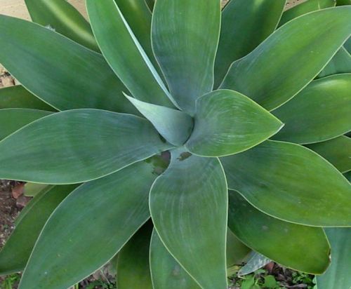 Agave attenuata ssp. attenuata