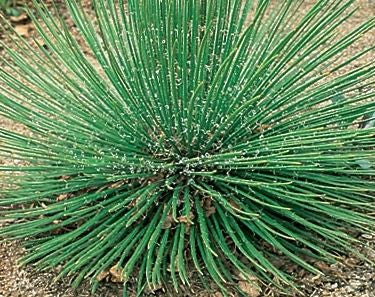 Agave geminiflora Twin-flowered Agave