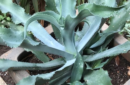 Agave gypsophila Gypsum