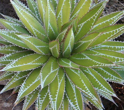 Agave impressa Maguey Masparillo