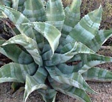 Agave marmorata Marbled