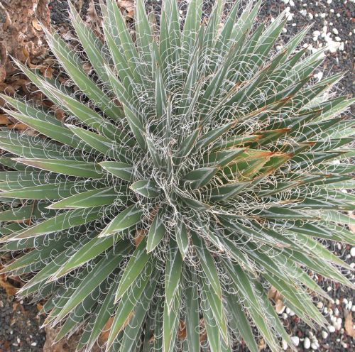 Agave multifilifera Chahuiqui
