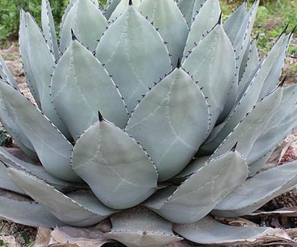 Agave parryi subsp. parryi – The Exotic Seed Emporium