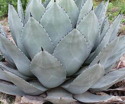 Agave parryi subsp. parryi