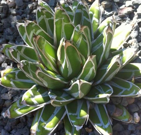 Agave victoriae-reginae Huasteca Canyon