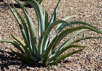 Agave vilmoriniana Octopus