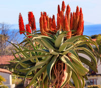 Aloe barberae