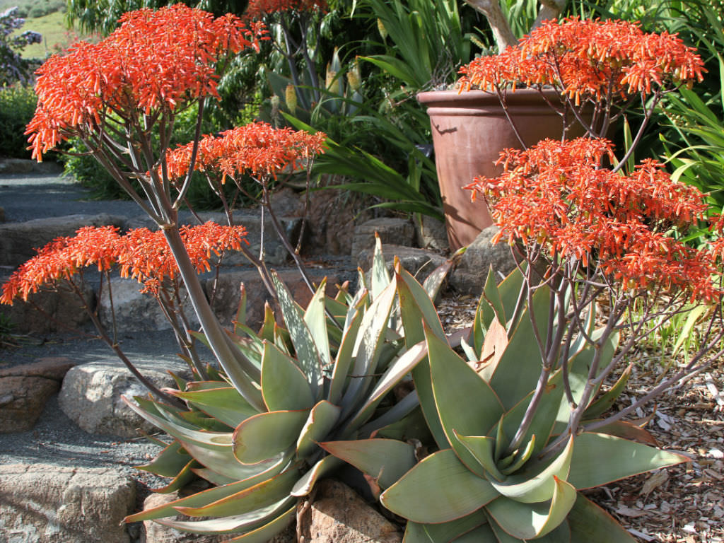 Aloe striata