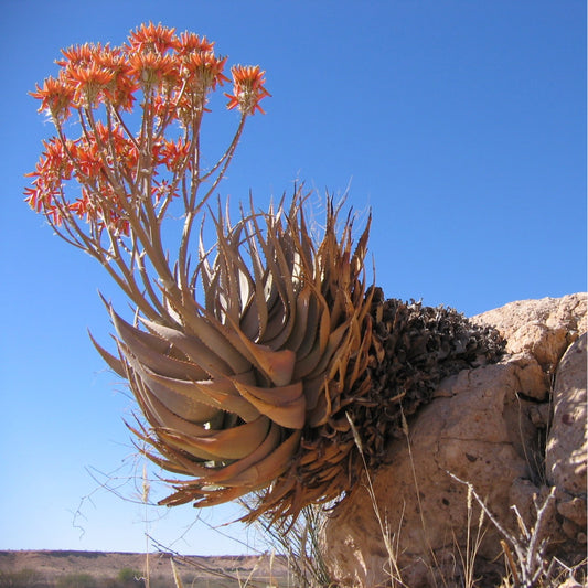 Aloe hereoensis