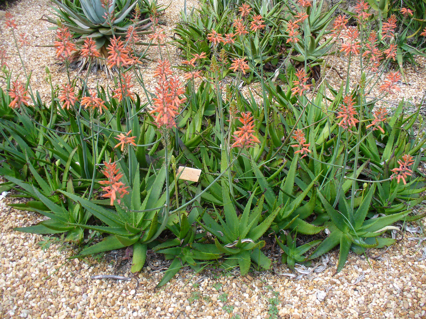 Aloe vogtsii