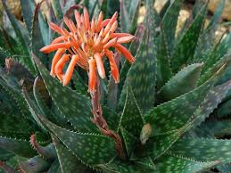 Aloe maculata