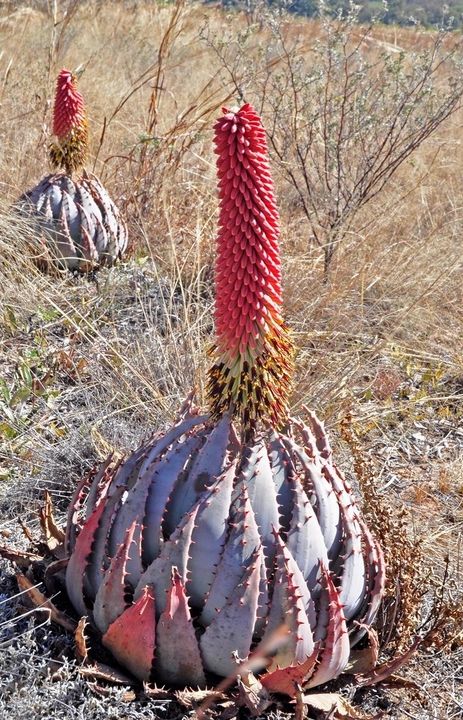 Aloe peglerae