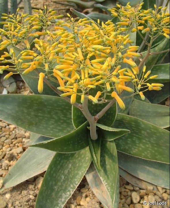 Aloe reynoldsii