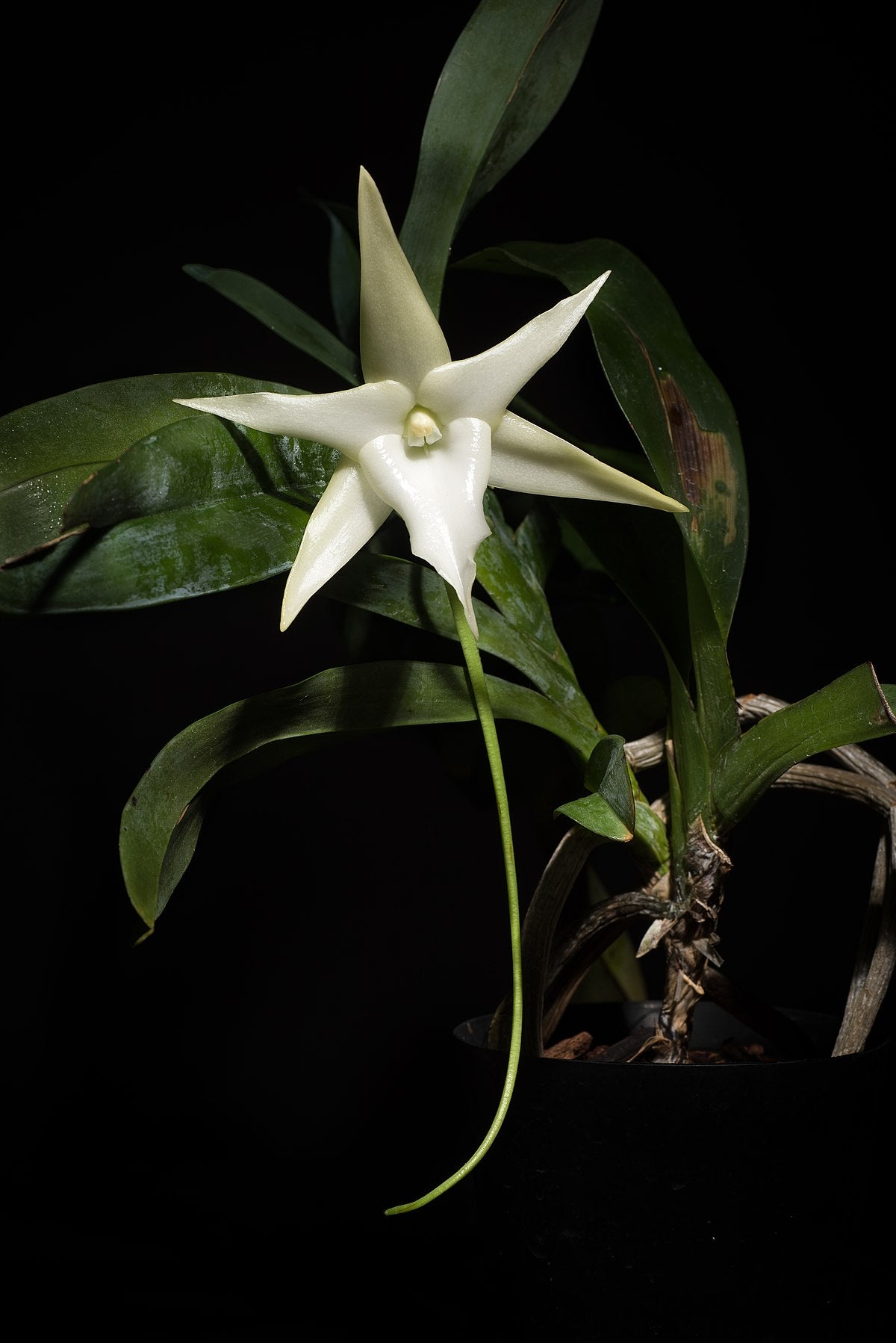 Angraecum arachnites