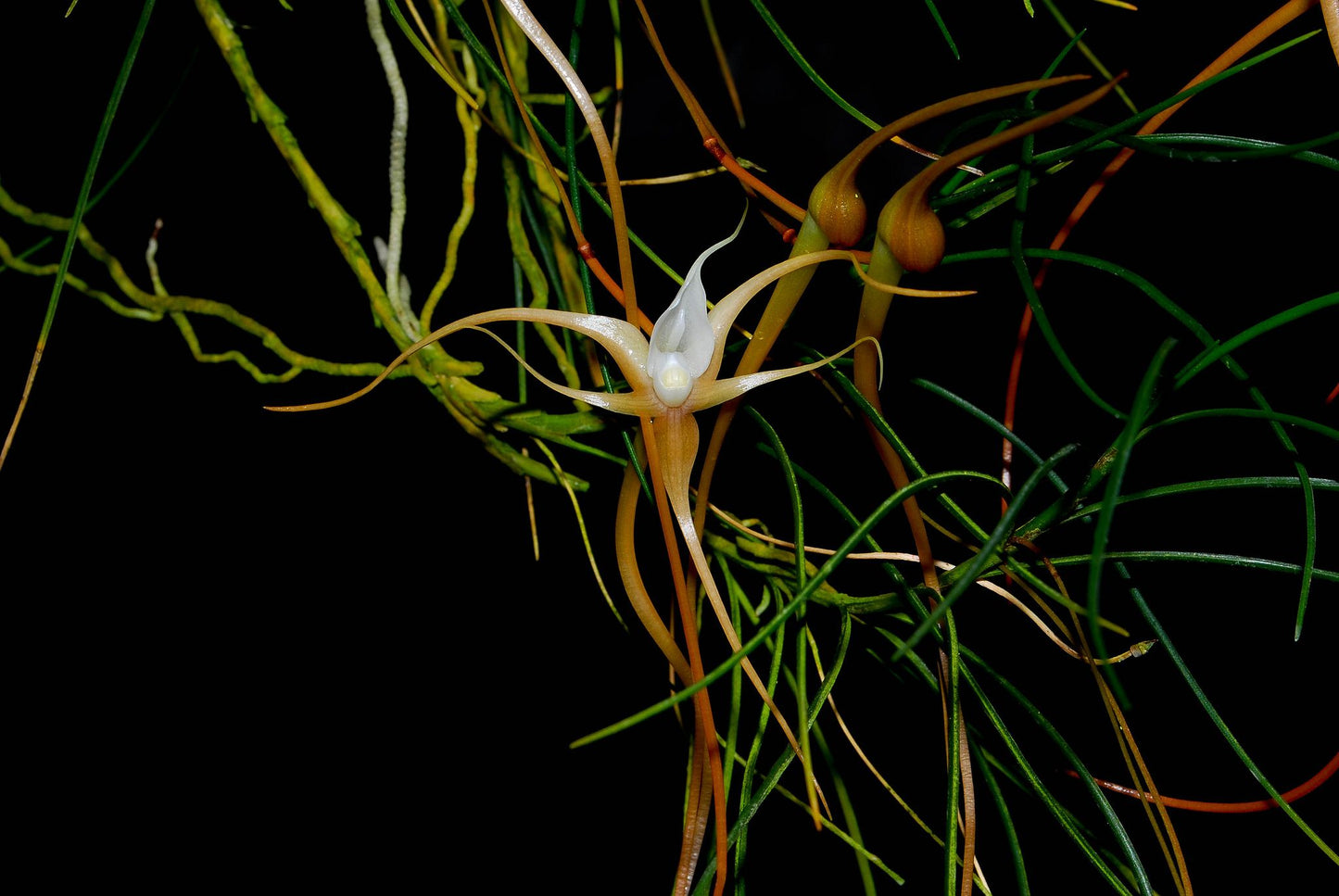 Angraecum linearifolium