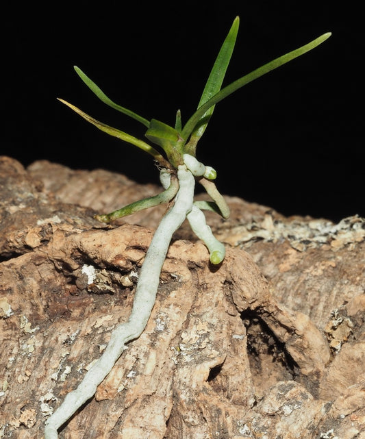 Angraecum peyrotii