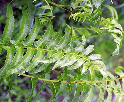 Anisogonium esculentum vegetable fern