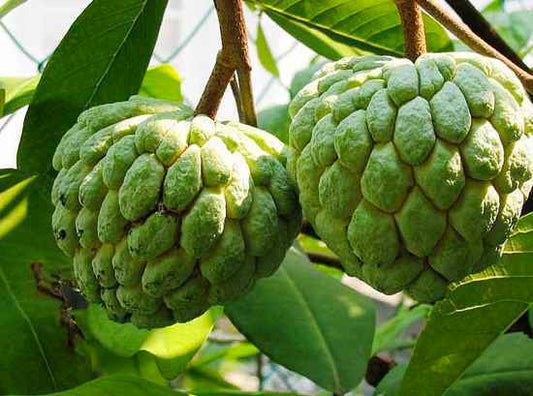 Annona squamosa