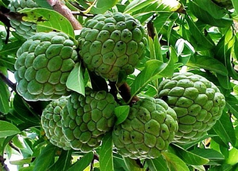 Annona squamosa