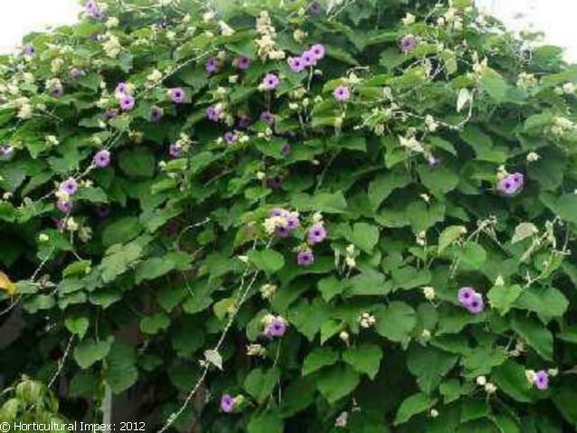 Argyreia nervosa Hawaiian woodrose