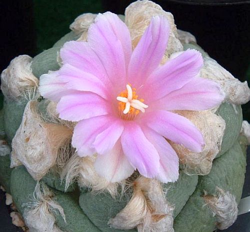 Ariocarpus lloydii Living Rock Cactus