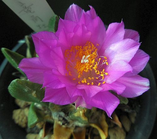 Ariocarpus scapharostrus Living Rock Cactus