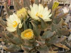 Ariocarpus trigonus v. minimus Living rock cactus