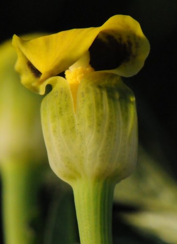Arisaema flavum yellow cobra lily