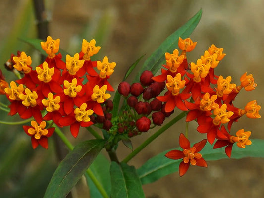 Asclepias curassavica Indian milkweed