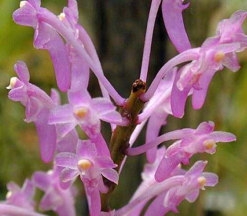 Ascocentrum rubescens orchid