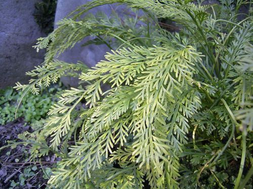 Asplenium prolongatum fern