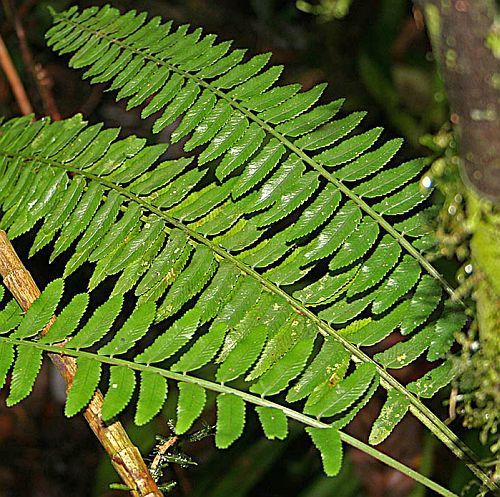 Asplenium tenerum fern