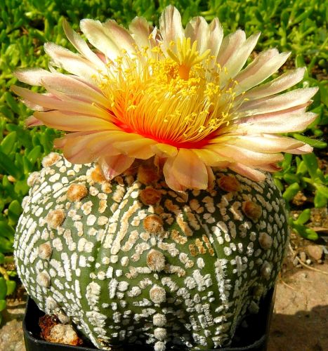 Astrophytum asterias cv Superkabuto Super Cabuto