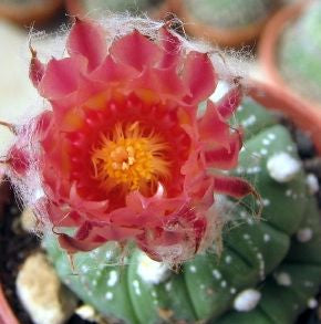 Astrophytum asterias cv. Rote Bluete