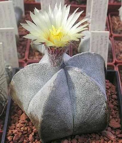 Astrophytum coahuilense cactus