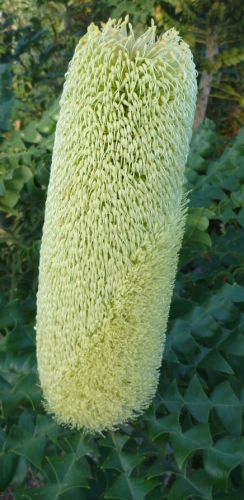 Banksia grandis