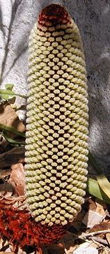 Banksia petiolaris