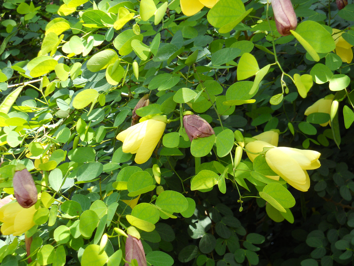 Bauhinia tomentosa