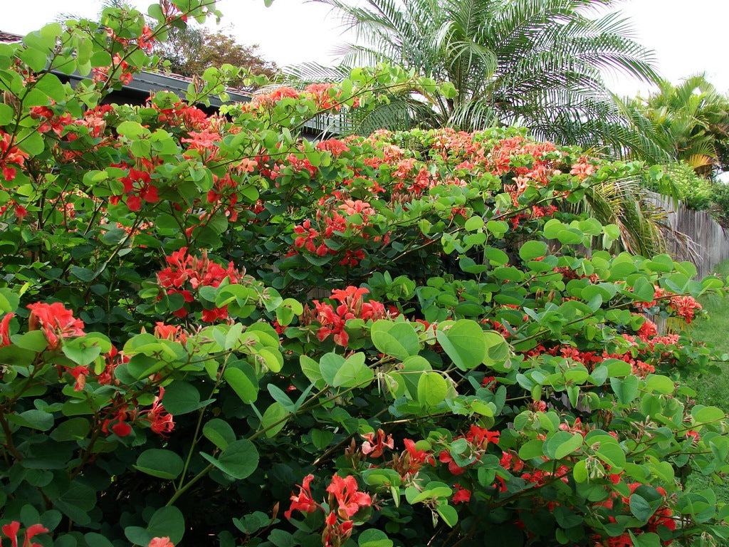 planting orchid tree seeds Bauhinia galpinii red orchid tree – The Exotic Seed Emporium