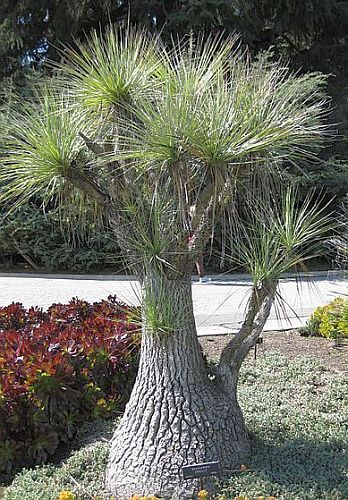 Beaucarnea gracilis caudex plant