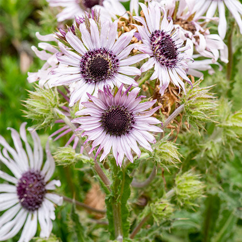 Berkheya Purpurea