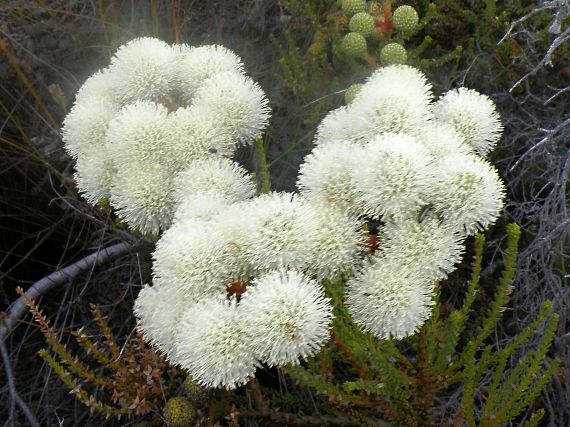 Berzelia Abrotanoodes
