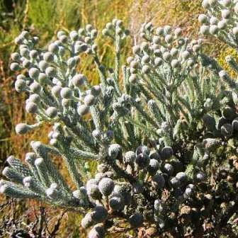 Berzelia Burchellii