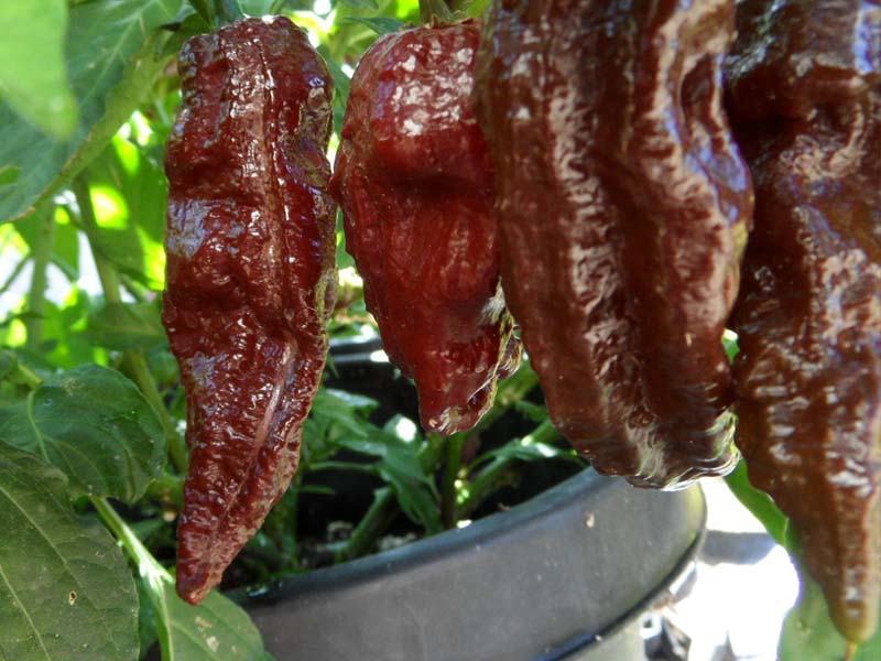 Chili Black Naga
