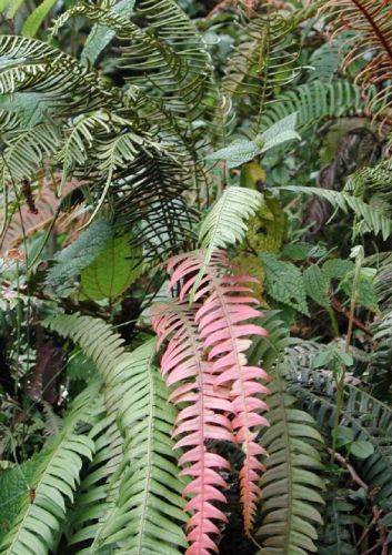 Blechnum fragile